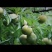贵州四月李，个大饱满香味浓郁，口感脆嫩清甜