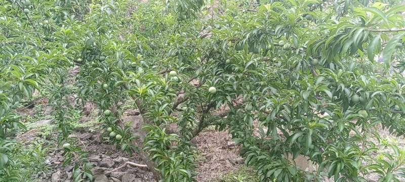 贵州四月李，个大饱满香味浓郁，口感脆嫩清甜