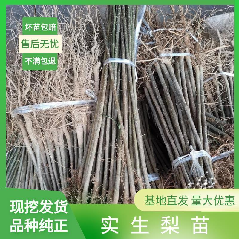 实生梨树苗苗嫁接用占木苗棠梨苗大种梨苗野生梨树苗占地用苗
