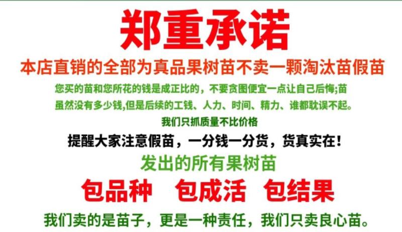 实生梨树苗苗嫁接用占木苗棠梨苗大种梨苗野生梨树苗占地用苗
