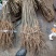 实生梨树苗苗嫁接用占木苗棠梨苗大种梨苗野生梨树苗占地用苗