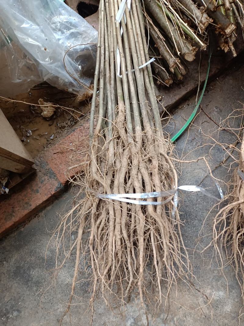 实生梨树苗苗嫁接用占木苗棠梨苗大种梨苗野生梨树苗占地用苗