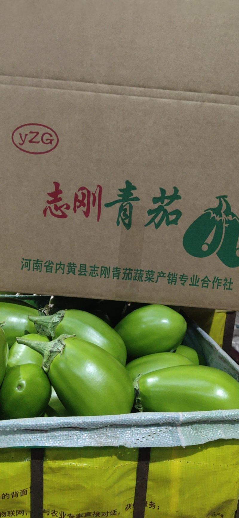青茄子，小茄子，绿茄子，河南茄子，‘