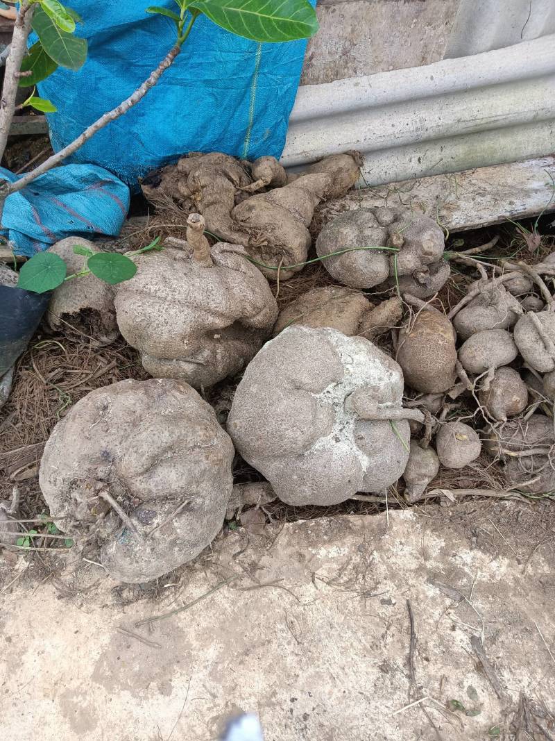 出售云南，山：乌，龟，地不容云南省保山市11111111