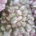 [爆鲜]紫皮鲜大蒜，大蒜，精品大蒜，代加工产地直供。