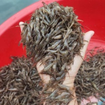 湖南水库河虾