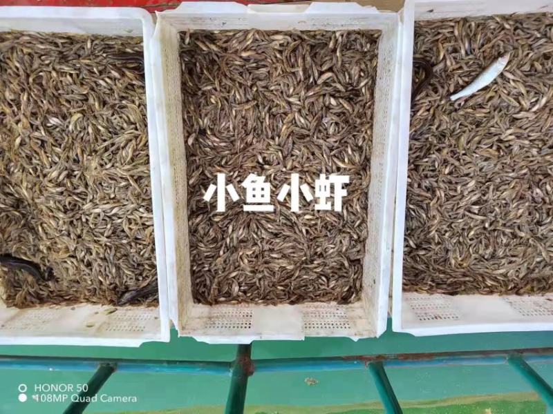 湖南水库河虾