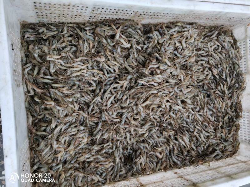 湖南水库河虾