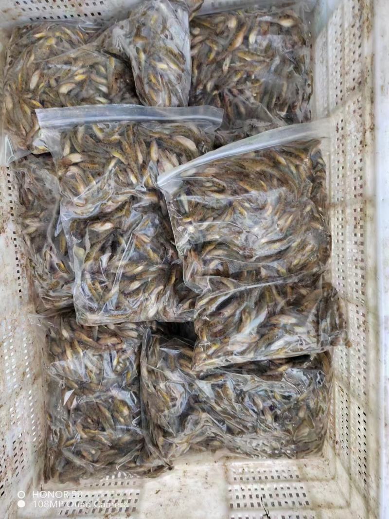 湖南水库河虾