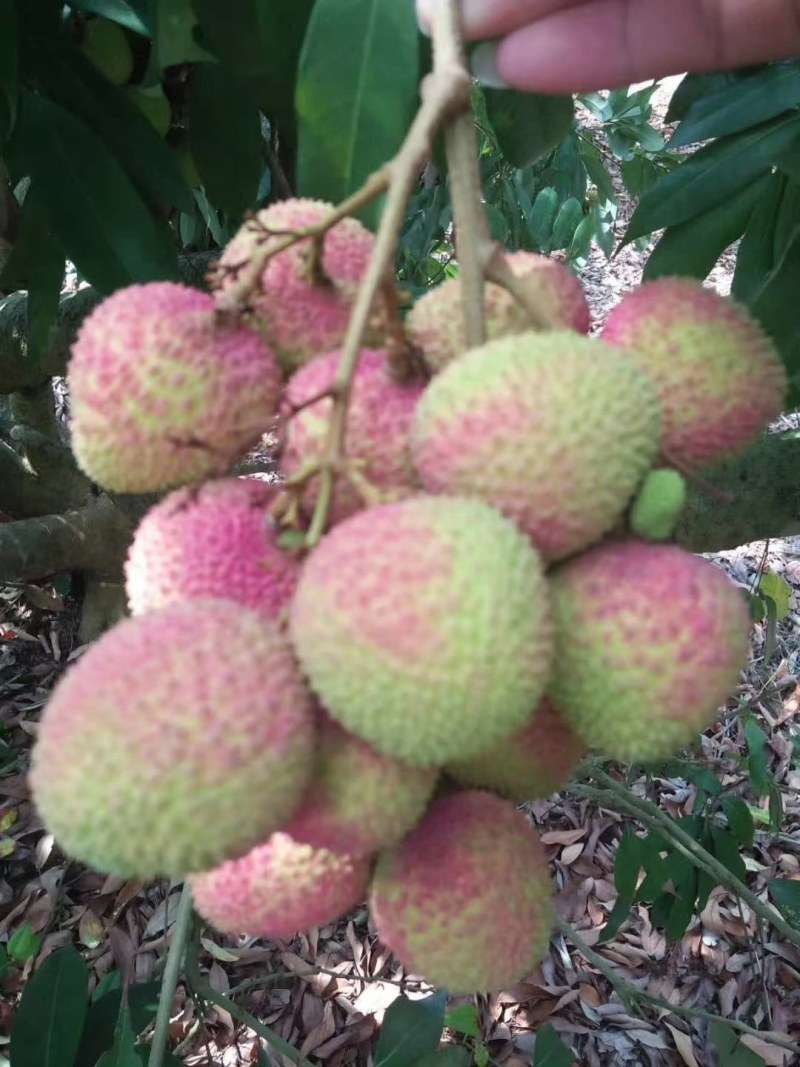 迎各大客商订购荔枝靓货，大量妃子笑