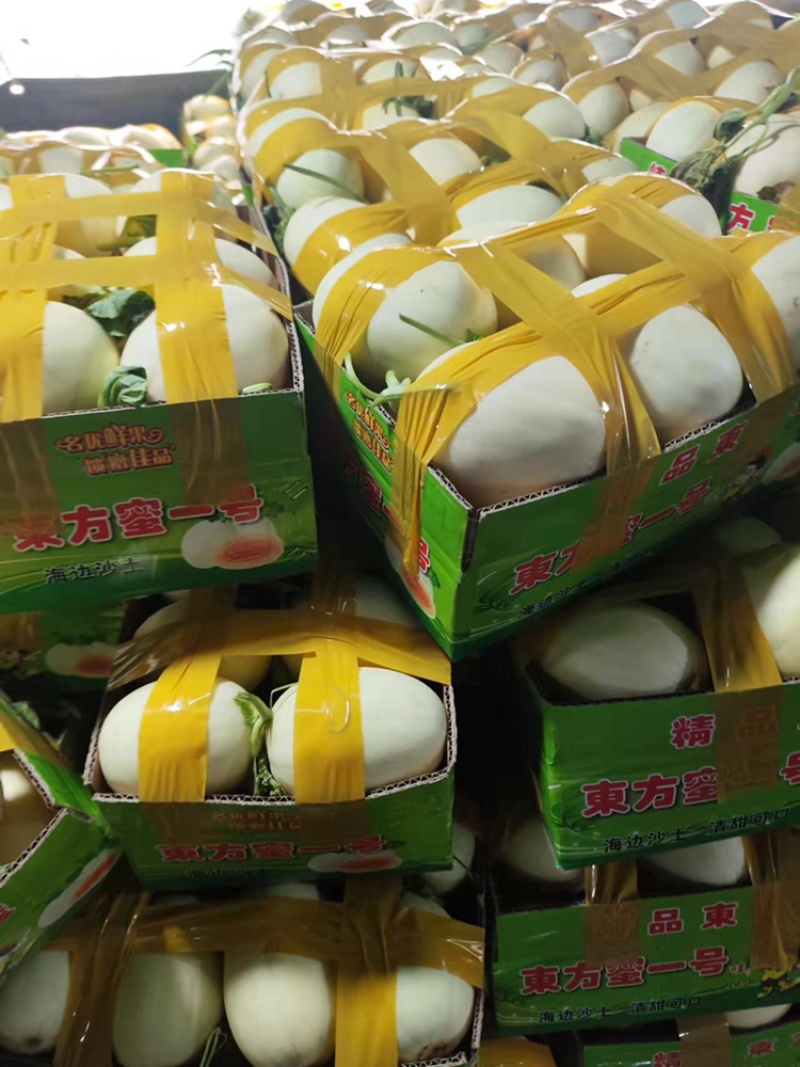 台州东方蜜大量上市产地直发质量保证欢迎来电
