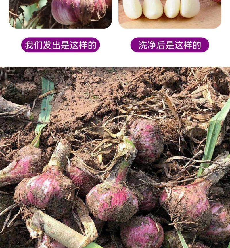 几十亩大蒜自产，找销路。能甩的来吧，一亩起