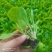 【精品货源】白菜苗品种好产量高,货源充足稳定,欢迎大家来选购