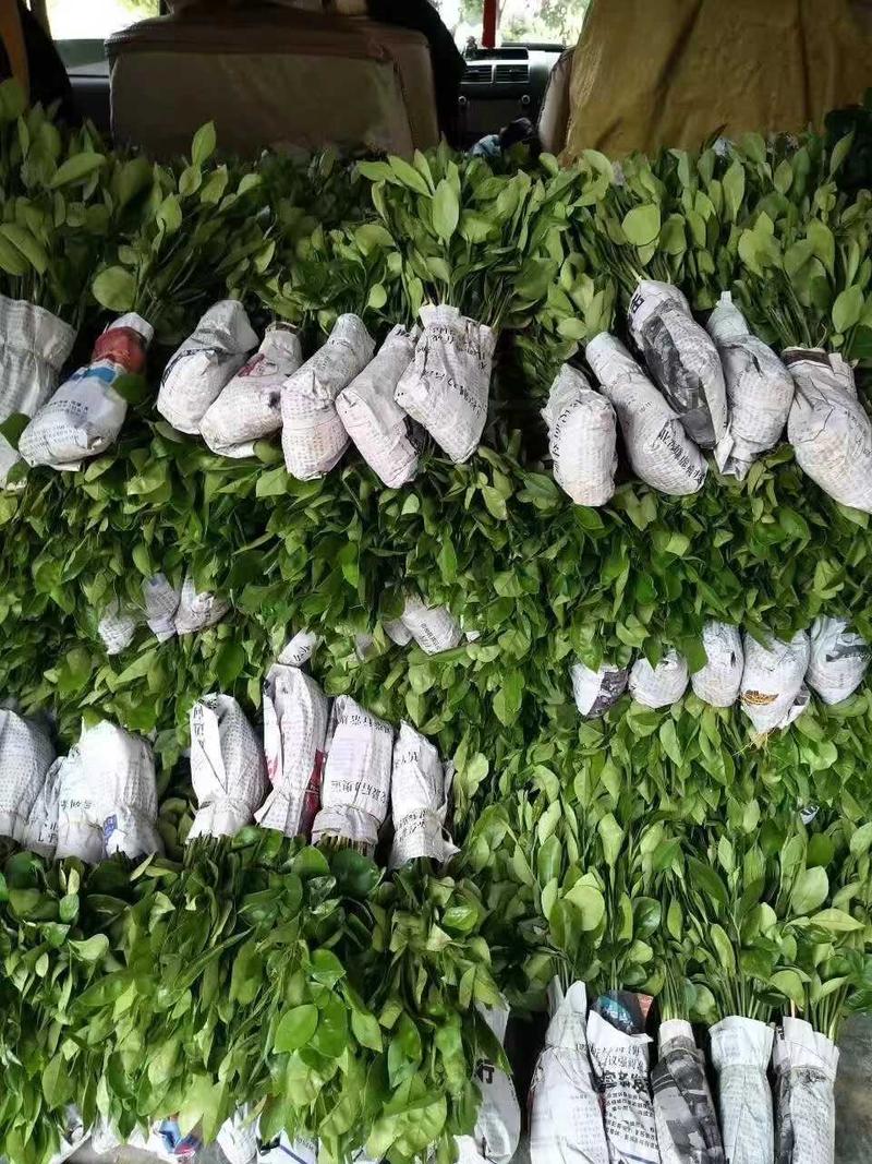销售产品酸柚小苗，广西桂林中园绿化果苗基地，