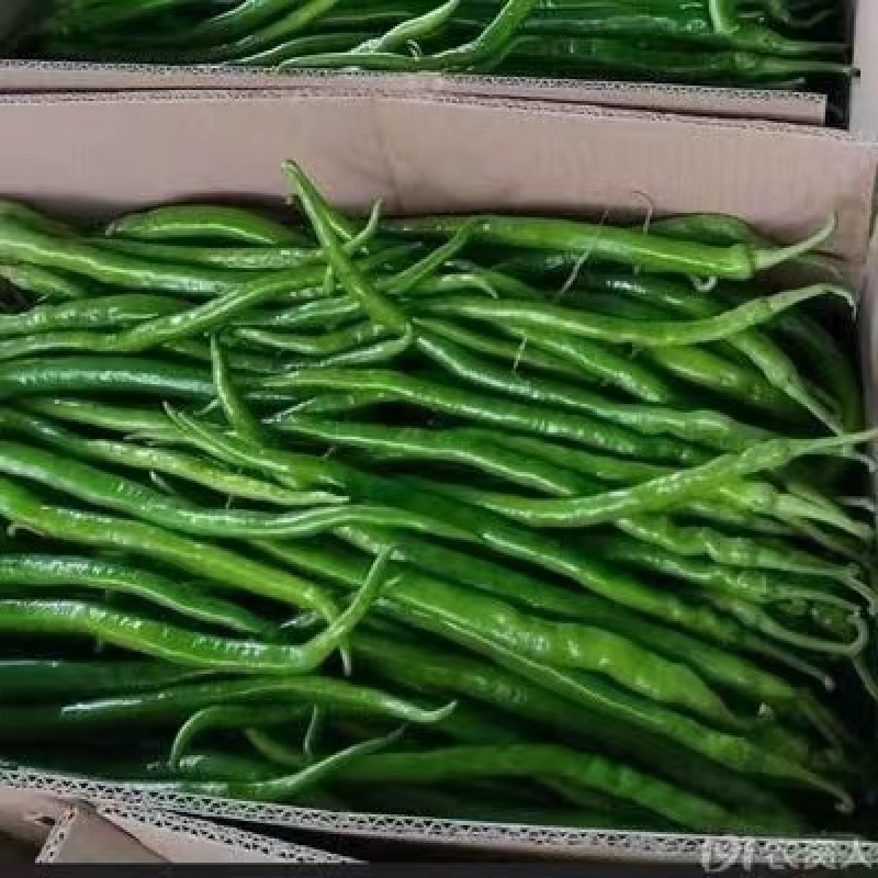 【实力推荐】山东二荆条辣椒产地直发价优惠质量保证欢迎来电