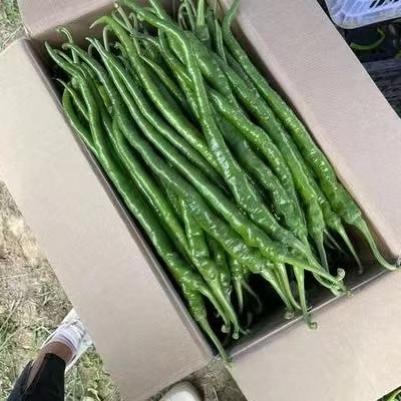 【实力推荐】山东二荆条辣椒产地直发价优惠质量保证欢迎来电