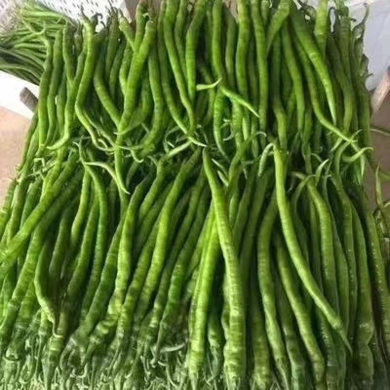 【实力推荐】山东二荆条辣椒产地直发价优惠质量保证欢迎来电