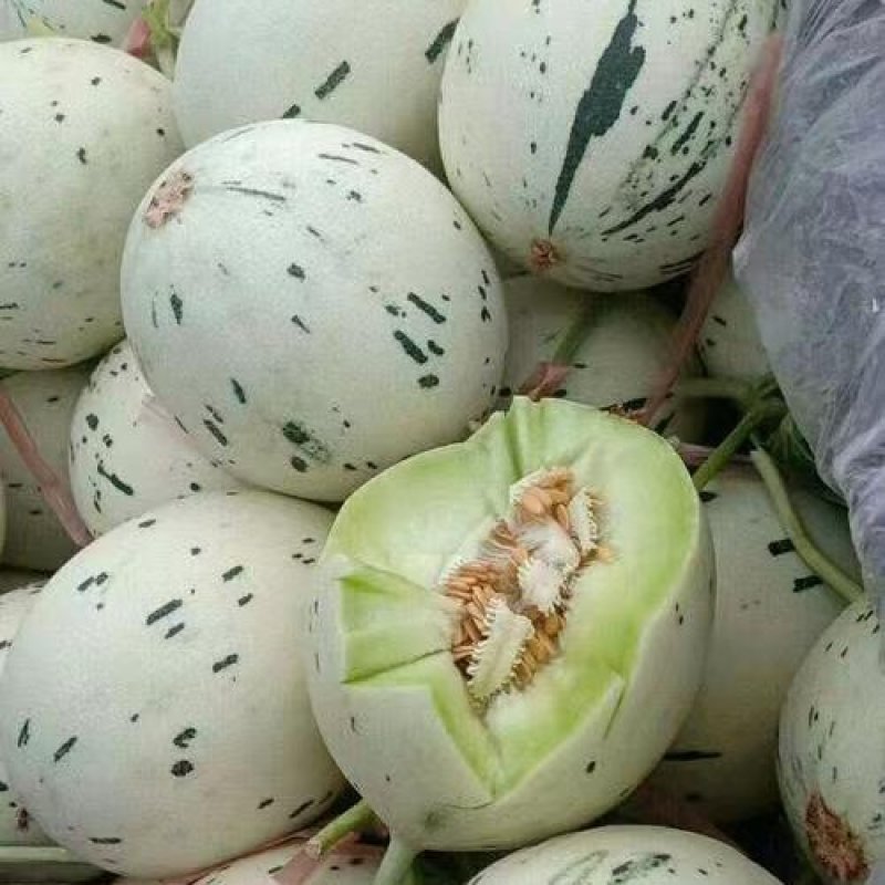 蜜露甜瓜，梦露流星，月露耐储藏，耐运输常年代收代办