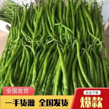【实力推荐】山东二荆条辣椒产地直发价优惠质量保证欢迎来电