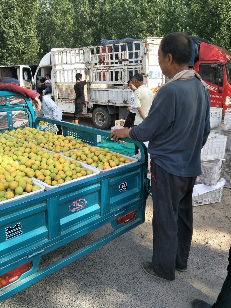 麦黄杏大量现货供应产地直销保质保量价格美丽需要联系我