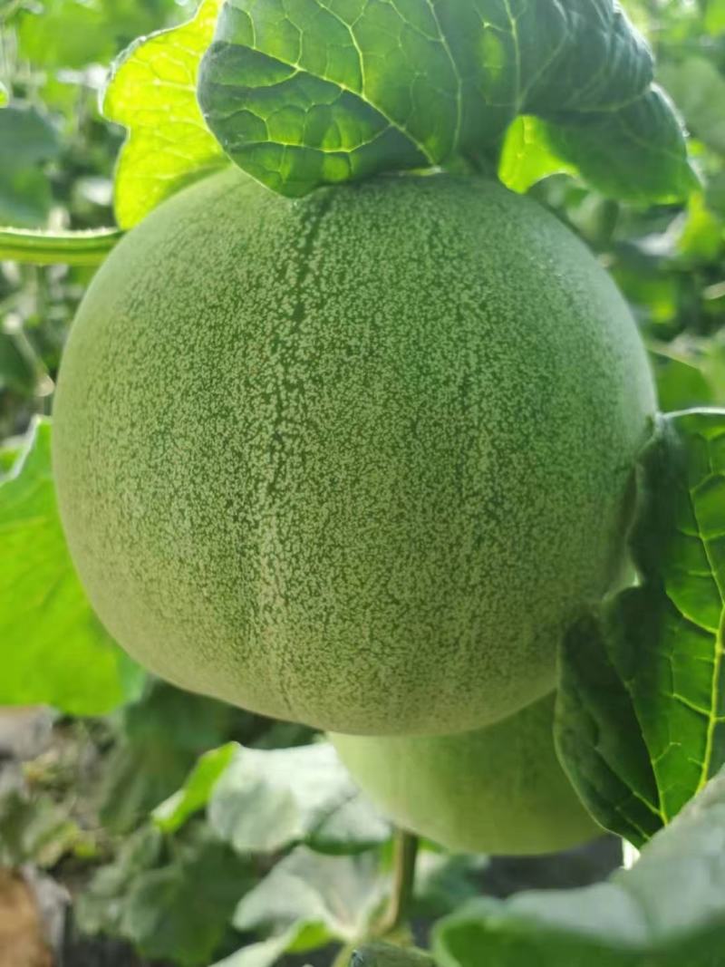 绿宝甜瓜，绿宝石，适合商超，市场，零售，诚信代办