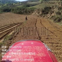 千亩西葫芦要的老板提前告诉我，六月份上市开园