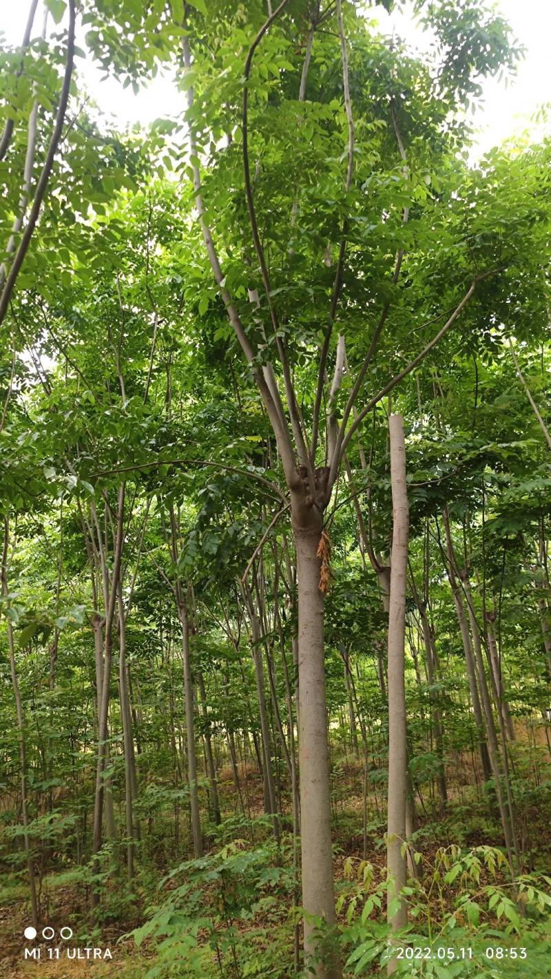 【牛商推荐】】黄山栾树基地种植绿化工程苗对接批发商