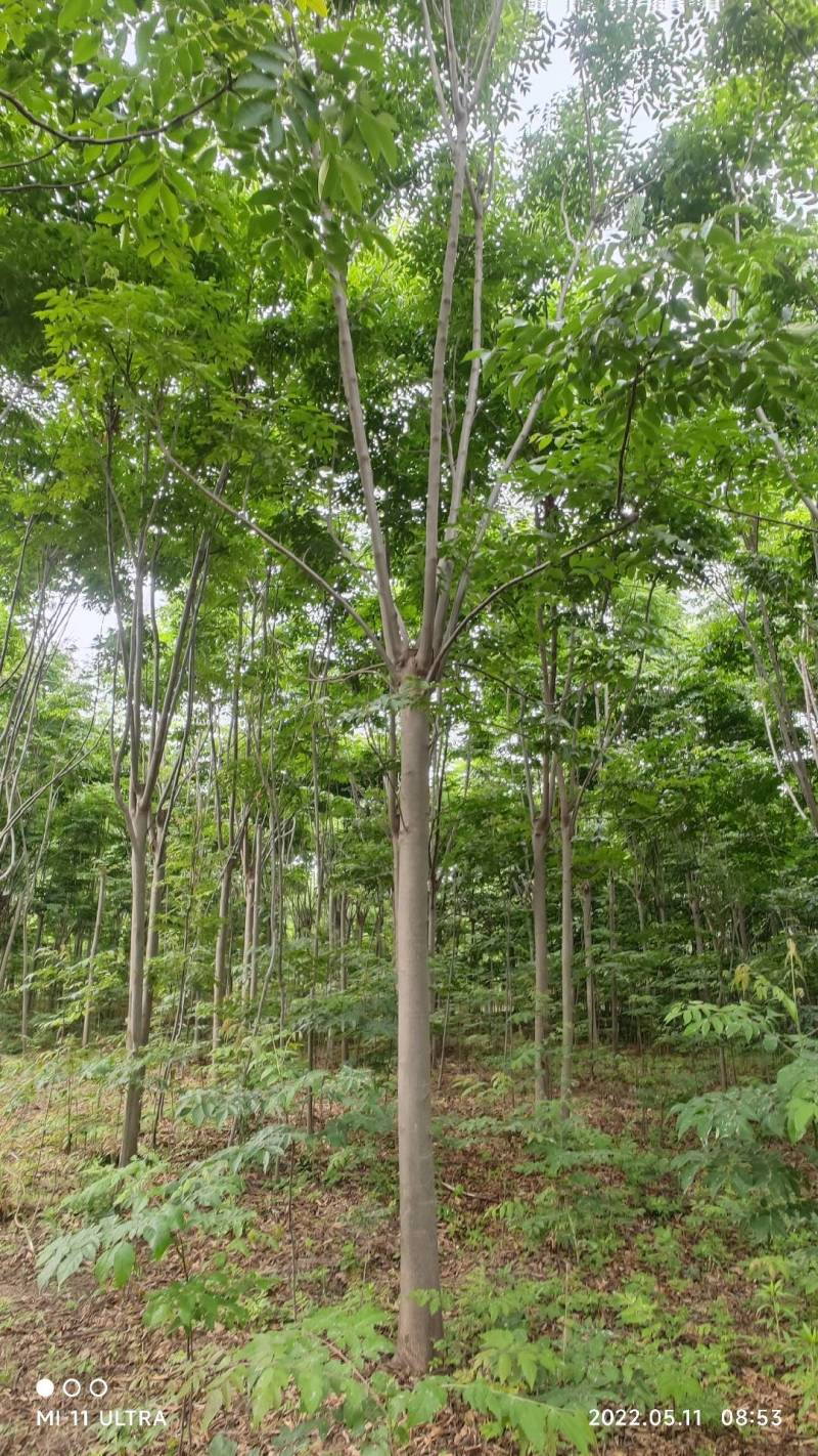 【牛商推荐】】黄山栾树基地种植绿化工程苗对接批发商