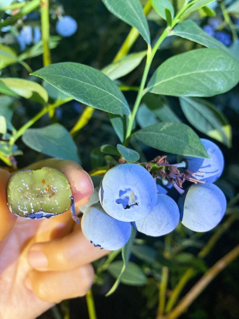 专业蓝莓一件代发电商各大团购平台发京东