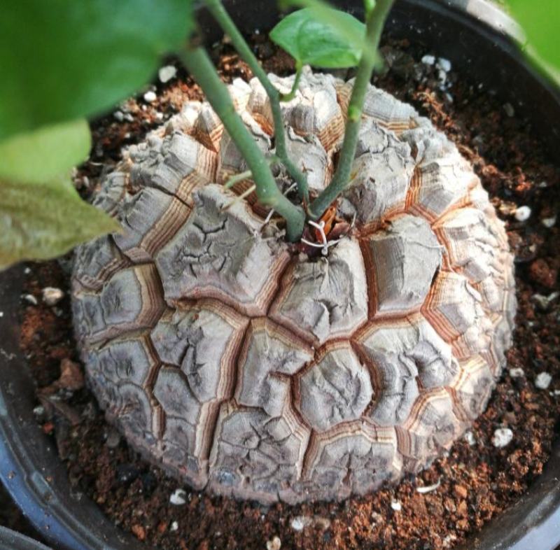 净化空气寻仙园南非龟甲龙已休眠薯蓣科多肉植物盆栽阳台花卉