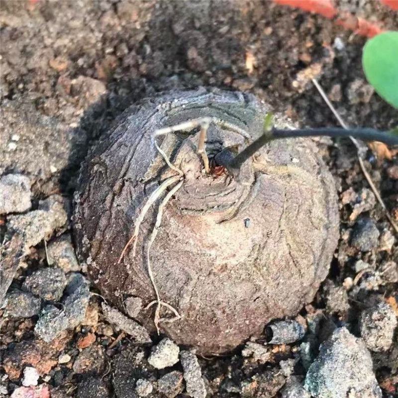 净化空气寻仙园南非龟甲龙已休眠薯蓣科多肉植物盆栽阳台花卉