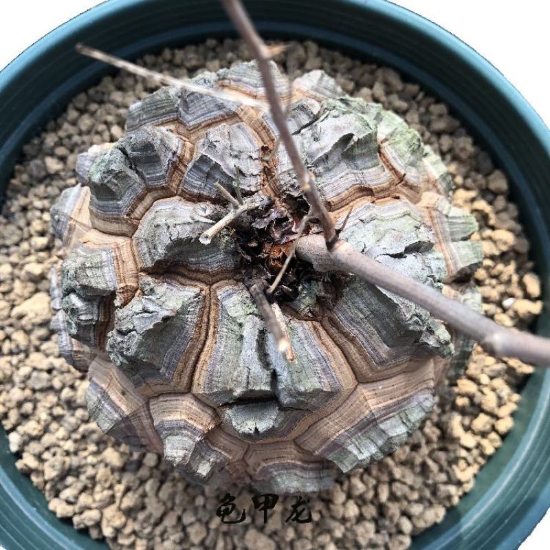 净化空气寻仙园南非龟甲龙已休眠薯蓣科多肉植物盆栽阳台花卉