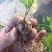 净化空气寻仙园南非龟甲龙已休眠薯蓣科多肉植物盆栽阳台花卉