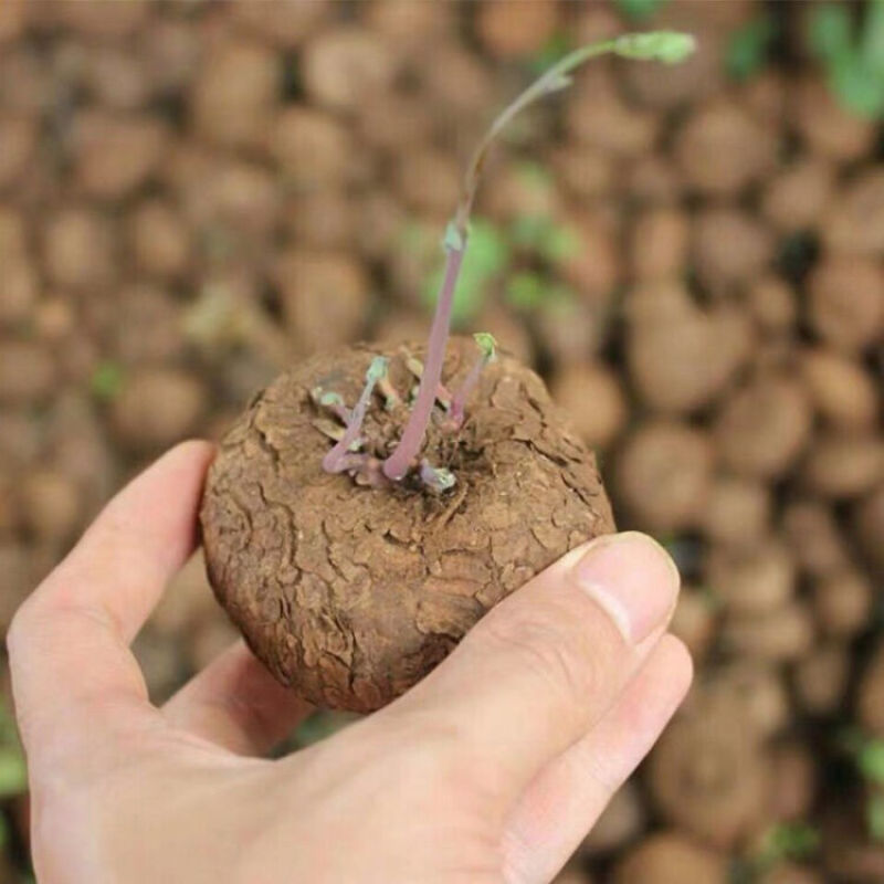净化空气寻仙园南非龟甲龙已休眠薯蓣科多肉植物盆栽阳台花卉