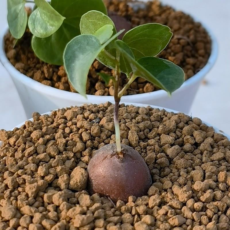净化空气寻仙园南非龟甲龙已休眠薯蓣科多肉植物盆栽阳台花卉