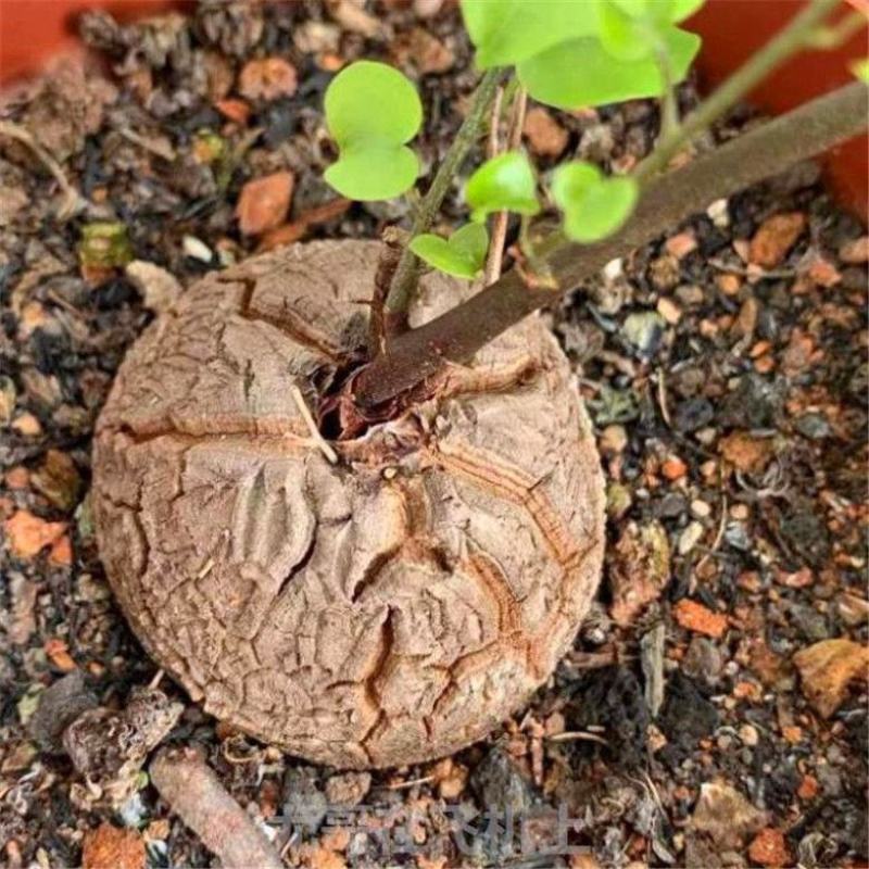 净化空气寻仙园南非龟甲龙已休眠薯蓣科多肉植物盆栽阳台花卉