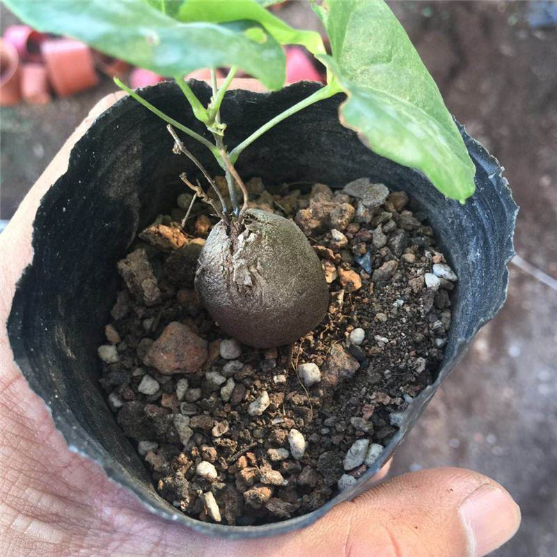 净化空气寻仙园南非龟甲龙已休眠薯蓣科多肉植物盆栽阳台花卉