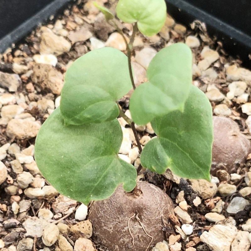 净化空气寻仙园南非龟甲龙已休眠薯蓣科多肉植物盆栽阳台花卉