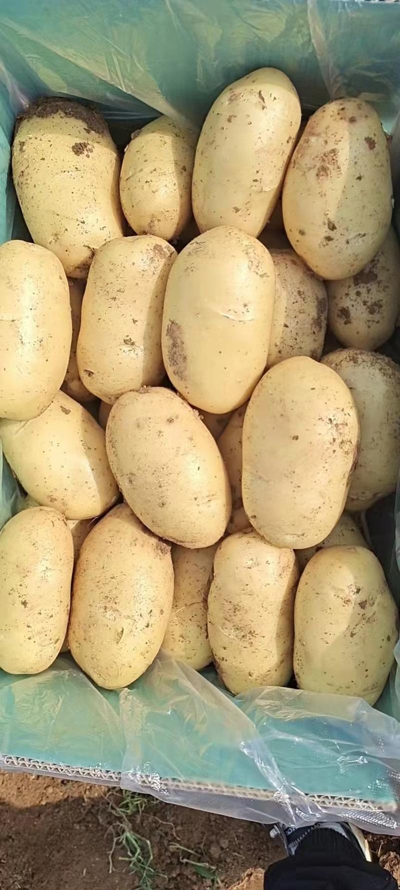 山东荷兰十五土豆，黄皮黄心，产地一手货源，全国发货。