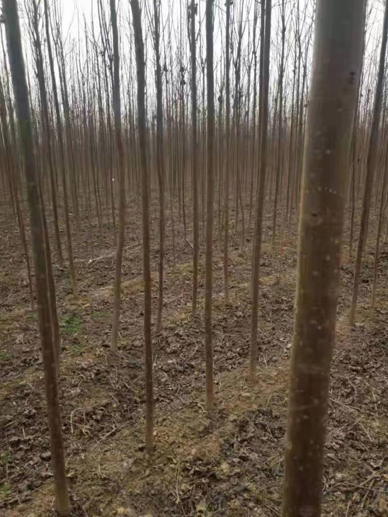 【牛商热卖】大量供应紫花泡桐树苗对接批发商