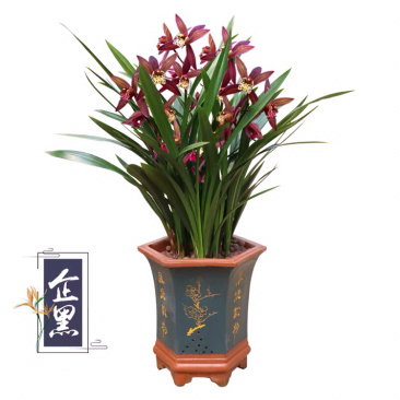 墨兰花带花苞墨兰浓香型名贵兰花四季兰开花香