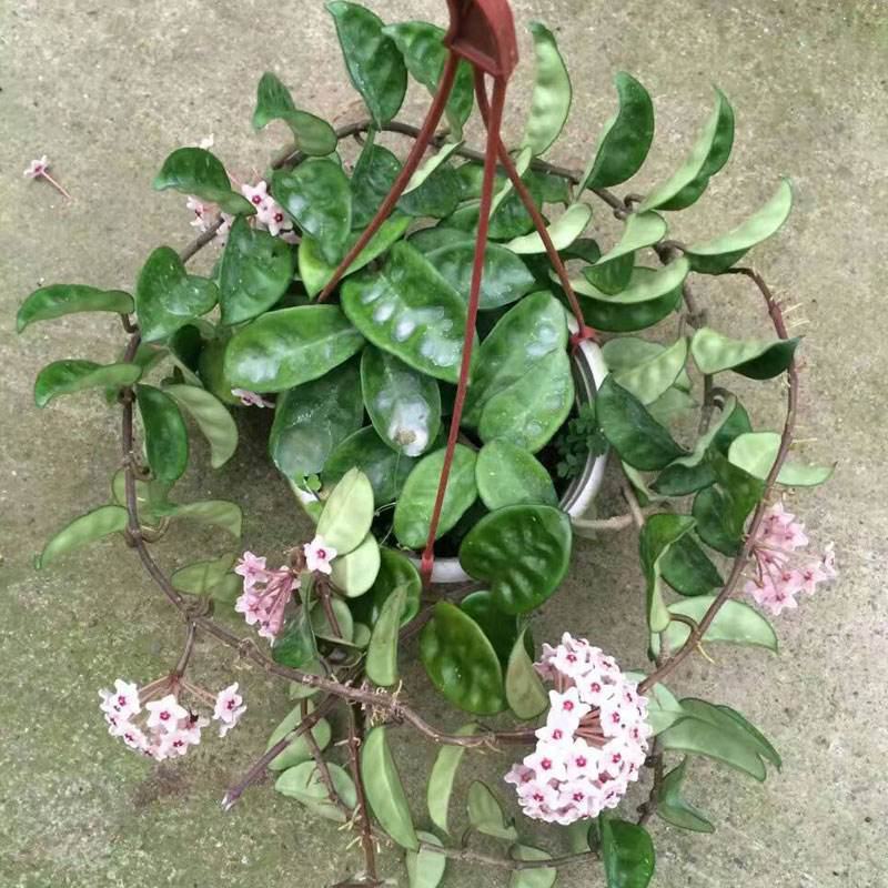 四季球兰盆栽球兰花苗大苗球形花卉球兰花室内爬藤花卉吊兰