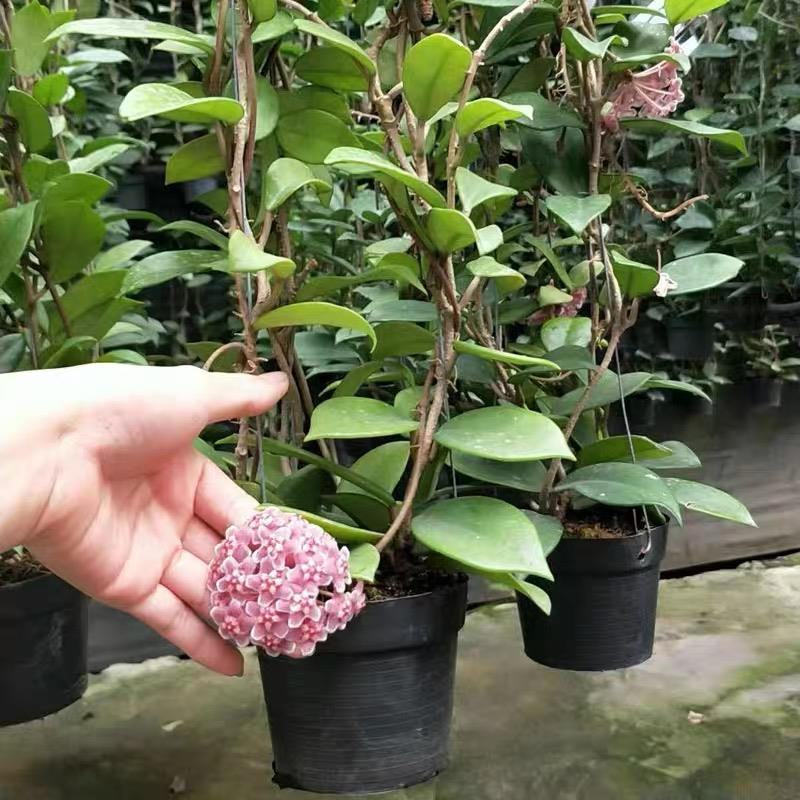 四季球兰盆栽球兰花苗大苗球形花卉球兰花室内爬藤花卉吊兰