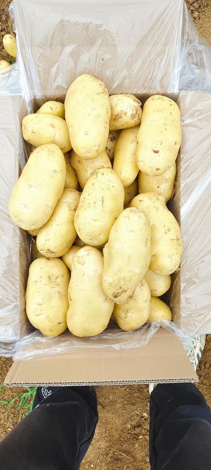 土豆河南荷兰15土豆v7土豆量大从优保质保量可视频看货