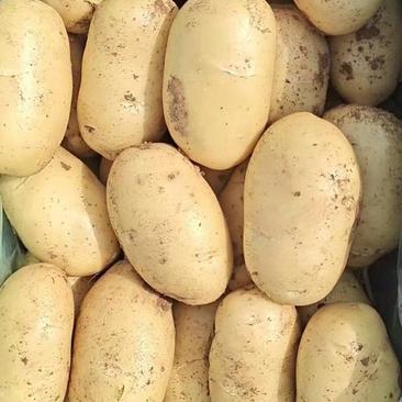 山东荷兰十五土豆，黄皮黄心，产地一手货源，全国发货。