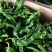 小皱皮辣椒，特辣，鲜辣椒，一件代发，欢迎各位老板前来联系，