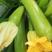 绿富美西葫芦种子引进美国杂交一代抗病毒耐低温翠绿色顺直