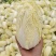 精品娃娃菜，大娃娃、小娃娃菜，毛菜、净菜都有货，冷库加工