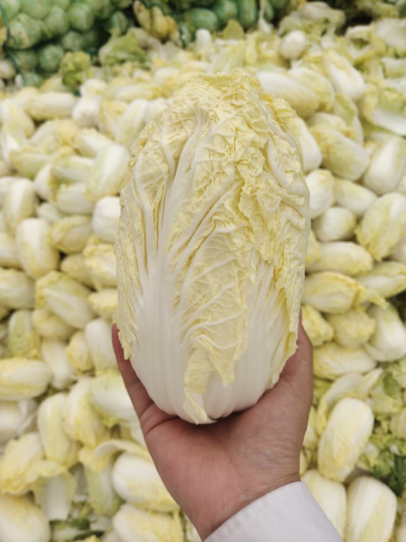 精品娃娃菜，大娃娃、小娃娃菜，毛菜、净菜都有货，冷库加工