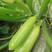 绿富美西葫芦种子引进美国杂交一代抗病毒耐低温翠绿色顺直